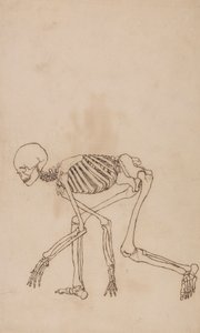 Menschliches Skelett, Seitenansicht von George Stubbs