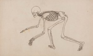 Menschliches Skelett, Seitenansicht von George Stubbs