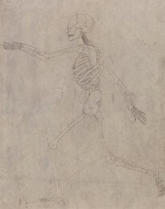 Menschliches Skelett, Seitenansicht von George Stubbs