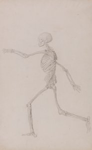 Menschliches Skelett, Seitenansicht von links, laufend (Fertige Studie für Tabelle III) von George Stubbs