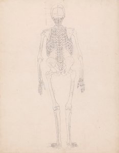 Menschliches Skelett, Rückansicht von George Stubbs