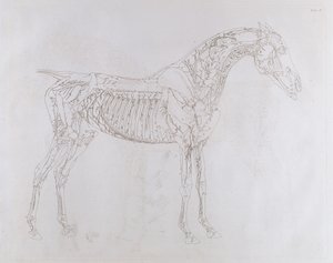 Illustration aus 