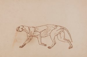 Leopardenkörper, Seitenansicht (Späteres Stadium der Dissektion, oberflächliches Bindegewebe und Ohren entfernt)