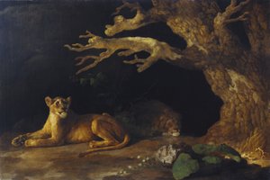 Löwin und Höhle