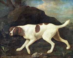 Phillis, ein Pointer von Lord Clermont