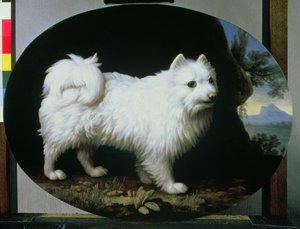 Porträt von Mrs. Frenchs weißem Schoßhund