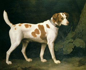 Porträt eines Hundes von William Pitt von George Stubbs