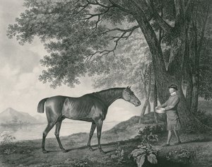 Sharke, graviert von George Townley Stubbs, veröffentlicht 1794 (Radierung) von George Stubbs