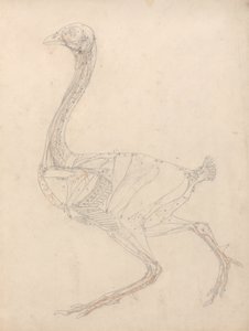 Studie eines Huhns, Seitenansicht, Diagramm für Schlüssel zu Tabelle XV, aus Einem Vergleichenden Anatomischen Exposé der Struktur des menschlichen Körpers mit dem eines Tigers und eines gewöhnlichen Huhns, 1795-1806