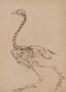 Studie eines Huhns, Seitenansicht, aus A Comparative Anatomical Exposition of the Structure of the Human Body with that of a Tiger and a Common Fowl, 1795-1806