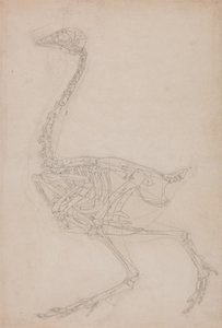 Studie eines Huhns, Seitenansicht, aus A Comparative Anatomical Exposition of the Structure of the Human Body with that of a Tiger and a Common Fowl, 1795-1806