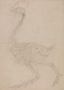 Studie eines Huhns, Seitenansicht, aus A Comparative Anatomical Exposition of the Structure of the Human Body with that of a Tiger and a Common Fowl, 1795-1806
