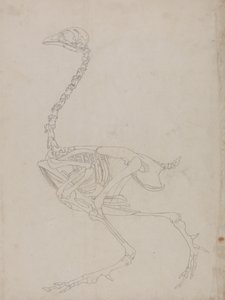 Studie eines Huhns, Seitenansicht, aus A Comparative Anatomical Exposition of the Structure of the Human Body with that of a Tiger and a Common Fowl, 1795-1806