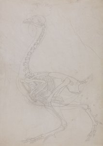 Studie eines Huhns, Seitenansicht, aus A Comparative Anatomical Exposition of the Structure of the Human Body with that of a Tiger and a Common Fowl, 1795-1806