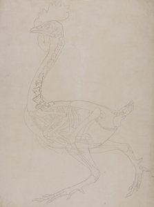 Studie eines Huhns, Seitenansicht, aus A Comparative Anatomical Exposition of the Structure of the Human Body with that of a Tiger and a Common Fowl, 1795-1806