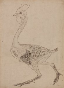 Studie eines Huhns, Seitenansicht, aus A Comparative Anatomical Exposition of the Structure of the Human Body with that of a Tiger and a Common Fowl, 1795-1806
