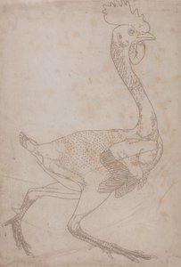 Studie eines Huhns, Seitenansicht, aus Ein Vergleichender Anatomischer Exposition der Struktur des menschlichen Körpers mit der eines Tigers und eines gewöhnlichen Huhns, 1795-1806