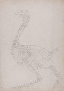 Studie eines Huhns, Seitenansicht, aus Ein Vergleichender Anatomischer Exposition der Struktur des menschlichen Körpers mit der eines Tigers und eines gewöhnlichen Huhns, 1795-1806
