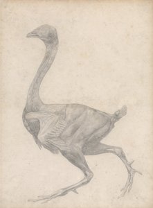 Studie eines Huhns, Seitenansicht, mit entfernter Haut und darunterliegenden Faszienschichten, aus Einem Vergleichenden Anatomischen Exposé der Struktur des menschlichen Körpers mit dem eines Tigers und eines gewöhnlichen Huhns, 1795