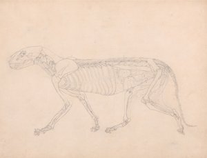 Studie eines Tigers, Seitenansicht, Bauchorgane freigelegt, aus Einem Vergleichenden Anatomischen Exposé der Struktur des menschlichen Körpers mit dem eines Tigers und eines gewöhnlichen Huhns, ca. 1795-1806