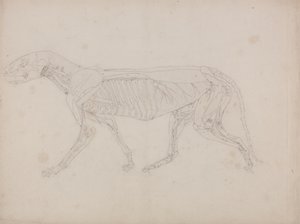 Studie eines Tigers, Seitenansicht, aus Einem Vergleichenden Anatomischen Exposé der Struktur des menschlichen Körpers mit dem eines Tigers und eines gewöhnlichen Huhns, ca. 1795-1806