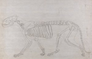 Studie eines Tigers, Seitenansicht, aus Einem Vergleichenden Anatomischen Exposé der Struktur des menschlichen Körpers mit dem eines Tigers und eines gewöhnlichen Huhns, 1795-1806