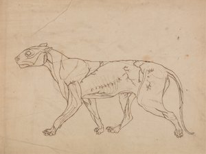 Studie eines Tigers, Seitenansicht, aus Einem Vergleichenden Anatomischen Exposé der Struktur des menschlichen Körpers mit dem eines Tigers und eines gewöhnlichen Huhns, 1795-1806