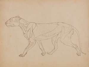 Studie eines Tigers, Seitenansicht, aus Einem Vergleichenden Anatomischen Exposé der Struktur des menschlichen Körpers mit dem eines Tigers und eines gewöhnlichen Huhns, 1795-1806