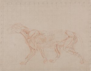 Studie eines Tigers, Seitenansicht, aus Einem Vergleichenden Anatomischen Exposé der Struktur des menschlichen Körpers mit dem eines Tigers und eines gewöhnlichen Huhns, 1795-1806 von George Stubbs