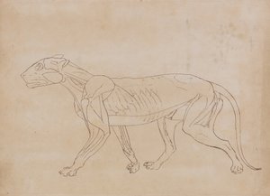 Studie eines Tigers, Seitenansicht, aus Einem Vergleichenden Anatomischen Exposé der Struktur des menschlichen Körpers mit dem eines Tigers und eines gewöhnlichen Huhns, 1795-1806 von George Stubbs