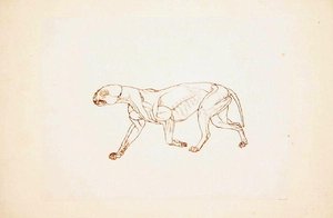 Studie eines Tigers, Seitenansicht, aus A Comparative Anatomical Exposition of the Structure of the Human Body with that of a Tiger and a Common Fowl, 1795-1806 von George Stubbs