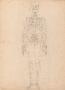 Studie der menschlichen Figur, Vorderansicht, Diagramm für Schlüssel zu Tabelle I, aus Einem Vergleichenden Anatomischen Exposé der Struktur des menschlichen Körpers mit dem eines Tigers und eines gewöhnlichen Huhns, ca. 1795-1806