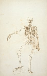Studie der menschlichen Figur, Vorderansicht, aus 