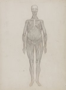 Studie der menschlichen Figur, Vorderansicht, aus 