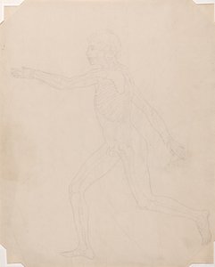 Studie der menschlichen Figur, Seitenansicht, Ein Vergleichendes Anatomisches Exposé der Struktur des menschlichen Körpers mit dem eines Tigers und eines gewöhnlichen Huhns, ca. 1795-1806