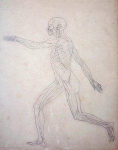 Studie der menschlichen Figur, Seitenansicht, aus Ein vergleichendes anatomisches Exposé der Struktur des menschlichen Körpers mit dem eines Tigers und eines gewöhnlichen Huhns