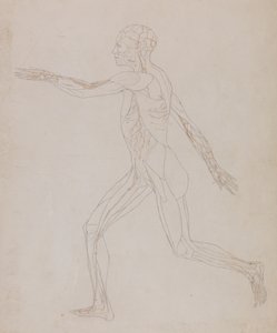 Studie der menschlichen Figur, Seitenansicht, aus Ein vergleichendes anatomisches Exposé der Struktur des menschlichen Körpers mit dem eines Tigers und eines gewöhnlichen Huhns