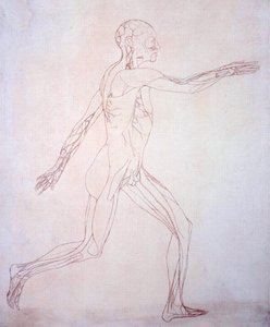 Studie der menschlichen Figur, Seitenansicht, aus Ein vergleichendes anatomisches Exposé der Struktur des menschlichen Körpers mit dem eines Tigers und eines gewöhnlichen Huhns