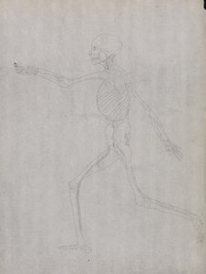 Studie der menschlichen Figur, Seitenansicht, aus Einem Vergleichenden Anatomischen Exposé der Struktur des menschlichen Körpers mit dem eines Tigers und eines gewöhnlichen Huhns, 1795-1806