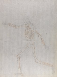 Studie der menschlichen Figur, Seitenansicht, aus Einem Vergleichenden Anatomischen Exposé der Struktur des menschlichen Körpers mit dem eines Tigers und eines gewöhnlichen Huhns, 1795-1806