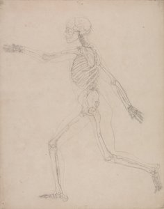 Studie der menschlichen Figur, Seitenansicht, aus Einem Vergleichenden Anatomischen Exposé der Struktur des menschlichen Körpers mit dem eines Tigers und eines gewöhnlichen Huhns, 1795-1806