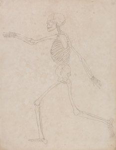 Studie der menschlichen Figur, Seitenansicht, aus Einem Vergleichenden Anatomischen Exposé der Struktur des menschlichen Körpers mit dem eines Tigers und eines gewöhnlichen Huhns, 1795-1806 von George Stubbs