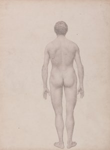 Studie der menschlichen Figur, Rückansicht, unseziert, fertige Studie für Tabelle VII, aus Einem Vergleichenden Anatomischen Exposé der Struktur des menschlichen Körpers mit dem eines Tigers und eines gewöhnlichen Huhns