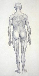 Studie der menschlichen Figur, Rückansicht, aus Ein vergleichendes anatomisches Exposé der Struktur des menschlichen Körpers mit dem eines Tigers und eines gewöhnlichen Huhns