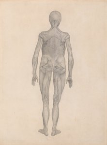 Studie der menschlichen Figur, Rückansicht, mit entfernter Haut und darunterliegenden Faszienschichten, aus Einem Vergleichenden Anatomischen Exposé der Struktur des menschlichen Körpers mit dem eines Tigers und eines gewöhnlichen Huhns