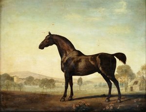 Sweetwilliam, ein braunes Rennpferd, auf einer Koppel, 1779