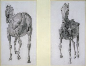 Studie der Muskeln: Vorder- und Rückansicht, aus der 13. Anatomischen Tafel, aus der Anatomie des Pferdes, 1766 von George Stubbs