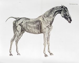 Dritte anatomische Tafel, aus 