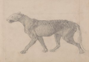 Tigerkörper, Seitenansicht (Erste von neun Zeichnungen eines anderen Tigerexemplars)