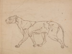 Tigerkörper, Seitenansicht (Umrissstudie der Oberflächenmuskeln und ihrer Blutversorgung, wahrscheinlich für eine Schlüsselfigur erstellt)